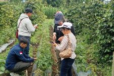 Begini Langkah Ditjen Hortikultura untuk Menyukseskan Program HDDAP di Pakpak Bharat - JPNN.com