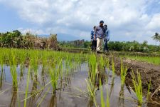 Pemkab Bekasi Siapkan 43,8 Ton Benih Padi Untuk Petani Korban Banjir - JPNN.com Jabar