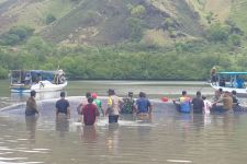 Paus 15 Meter yang Terdampar di Ngada NTT Digiring ke Laut Lepas - JPNN.com