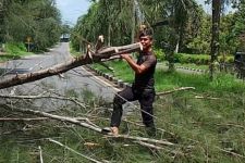 2 Warga Meninggal Tertimpa Pohon Tumbang di Pangkalpinang - JPNN.com