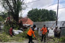 Lagi, Pohon Tumbang di Semarang, Mobil Ringsek Bagian Depan - JPNN.com