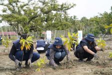 Hijaukan Pesisir, PNM dan Sukarelawan BUMN Tanam 1.000 Mangrove - JPNN.com