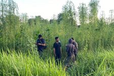 Bikin Heboh, Tanaman Mirip Ganja Ditemukan di Pekanbaru, Begini Kata Polisi   - JPNN.com