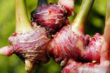5 Cara Membuat Jamu Kuat Ala Keraton Jawa yang Baik untuk Tubuh - JPNN.com