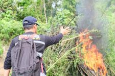 Dipimpin Irjen I Wayan Sugiri, BNN dan Bea Cukai Musnahkan Ladang Ganja 3 Hektare di Aceh - JPNN.com