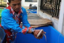 Belut Putih Ini Tiba-tiba Muncul, Warga pun Ketakutan - JPNN.com