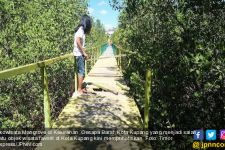 Ekowisata Mangrove Tak Terurus Lagi - JPNN.com