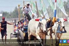 Main Lumpur, Gerobak Sapi dan Sayur Lompong, Andalan Omah Kecebong - JPNN.com