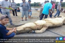 Buaya Besar Ditangkap, Perut Dibelah, Ada Rambut Manusia - JPNN.com