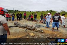 Buaya Besar Tertangkap, Umur 40 Tahun, Di Perutnya Ada Rambut Manusia - JPNN.com