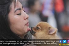 Pentingnya Mengenal Karakter dan Sifat Anjing Peliharaan Anda - JPNN.com