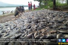 Ratusan Ton Ikan di Bendungan Wayrarem Mati Mendadak - JPNN.com