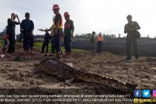 Tiga Ekor Buaya Nyelonong ke Kawasan Tambang, Pekerja Kaget - JPNN.com