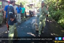 Anjing Liar di KEK Mandalika ‘Dibantai’ Brutal, Ini Penjelasan Disnakeswan NTB, Klir - JPNN.com Bali