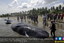 Terluka, Pemimpin Umur 70 Tahun Mati Diikuti 3 Anggota Setia - JPNN.com