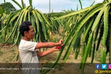 Hasil Riset: Batang Buah Naga Bikin Sapi Cepat Gemuk - JPNN.com