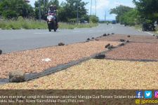 Harga Cengkih Terus Turun - JPNN.com