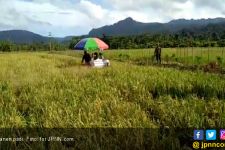 Petani Halbar Bergairah Panen Padi di Lahan Cetak Sawah Baru - JPNN.com