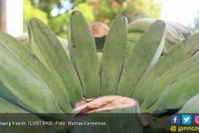 4 Manfaat Pisang Rebus Campur Madu, Bantu Jaga Tekanan Darah Tetap Normal - JPNN.com
