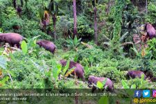 Kawanan Gajah Liar Mengamuk, Tanaman Warga Rusak Berat Diobrak-abrik - JPNN.com