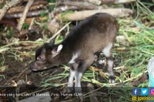 Selamat Atas Kelahiran Bayi Anoa di Manado - JPNN.com