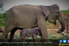 Jadi Obat Kesedihan, Seekor Gajah Sumatera Lahir di Barumun - JPNN.com