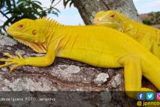 Wow, Harga Iguana Albino Bisa Sampai Rp 50 Juta - JPNN.com