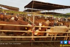 Lampung Utara Target Asuransikan 750 Sapi Betina - JPNN.com