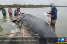 Paus Terdampar di Perairan Pulau Kapota TN Wakatobi - JPNN.com