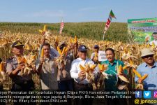 Kementan Siap Memfasilitasi Kerja Sama Petani dan Peternak Ayam - JPNN.com