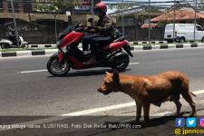 Anjing Gila Teror Warga Kasui Waykanan, Dua Orang Jadi Korban - JPNN.com