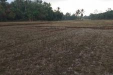 13 Desa di Kulon Progo Terancam Bencana Kekeringan - JPNN.com Jogja