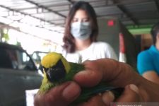 BKSDA Amankan Ribuan Burung Tanpa Dilengkapi Dokumen - JPNN.com