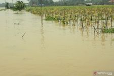 12 Ribu Hektare Sawah Terendam Banjir, Sektor Pertanian Karawang Merugi Rp 2,6 Miliar - JPNN.com Jabar