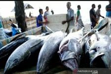 Top, SKPT Biak Mengekspor Ikan Tuna Segar ke Jepang - JPNN.com Papua