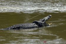 Sayembara Terjun ke Sungai Copot Ban di Tubuh Buaya tak Ada Peminat, Datangkan Ahli dari Australia - JPNN.com