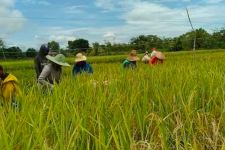 Masalah Sudah Menahun, Kini Petani di Tanah Datar Terancam Gagal Panen - JPNN.com Sumbar