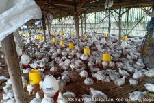 Peternak Ayam di Bali Terancam Kolaps, Pinsar Bongkar Parahnya Fakta di Lapangan - JPNN.com Bali