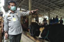 Penyakit Mulut dan Kuku Merebak, Buleleng Stop Pasokan Ternak dari Luar Bali - JPNN.com Bali