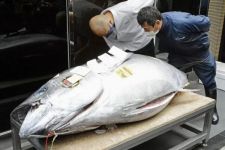 Gokil, Ikan Tuna Sirip Biru Terjual dengan Harga Rp 2,7 Miliar - JPNN.com