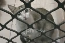 Petisi Penolakan Jual Beli Kucing di Daerah Ini Viral, Penyebabnya Bikin Miris - JPNN.com Jatim