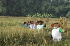 Produksi Meningkat Hampir Dua Kali Lipat, Bibit BK-700 Diminati Petani - JPNN.com Jatim