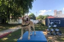 Pencarian Korban Gempa Bumi Cianjur, Polda Jabar Terjunkan 16 Anjing Pelacak - JPNN.com Jabar