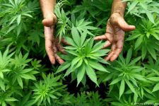 Wow! Pengadilan Tinggi Melegalkan Penggunaan Ganja untuk Menghibur Diri dan Rekreasi - JPNN.com