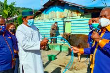 Gubernur Papua Barat dan Partai Nasdem Sumbang 80 Sapi Kurban untuk Warga Muslim - JPNN.com