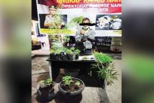  Tanam Ganja untuk Obat Liver, Polda NTB: Bohong, Itu Akal-akalan Tersangka! - JPNN.com Bali