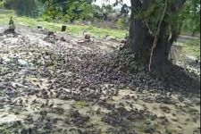 Bangkai Burung Pipit Dikubur di Setra Pering, Ini Analisis Penyebab Kematian - JPNN.com Bali