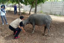 Ini Analisis Distanak Penyebab Kerbau di Area Sirkuit Mandalika Terserang Pneumonia - JPNN.com Bali