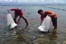 Petani Rumput Laut Nusa Penida Lepas Rajungan Kendalikan Serangan Ikan - JPNN.com Bali