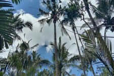 Warga Karangasem Ditemukan Tewas di Atas Pohon Kelapa, Lihat Nih Proses Evakuasinya - JPNN.com Bali